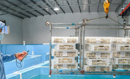 鋼絲繩電動葫蘆加快陽西縣生蠔產業發展進程